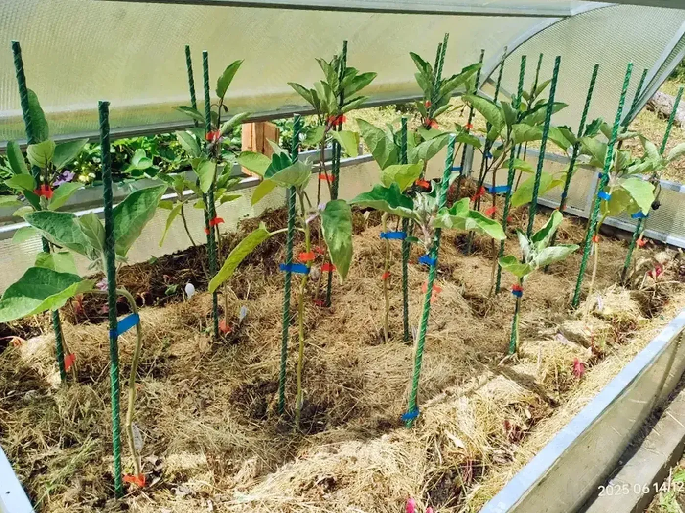 Колышки садовые для подвязки растений 2 м